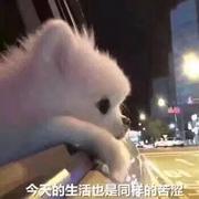 划水专用的个人资料头像