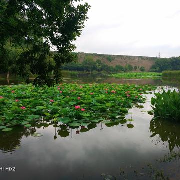 爱吃荆芥于2020-06-21 12:15发布的图片