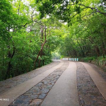 爱吃荆芥于2020-06-21 12:15发布的图片
