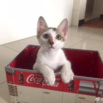 喵秒喵于2020-06-22 11:08发布的图片