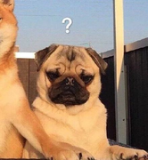 杨大侠是个小仙女的个人资料头像