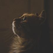 v哼哼的个人资料头像