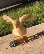 香菇滑鸡的个人资料头像