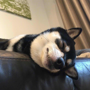 wooden_fish的个人资料头像