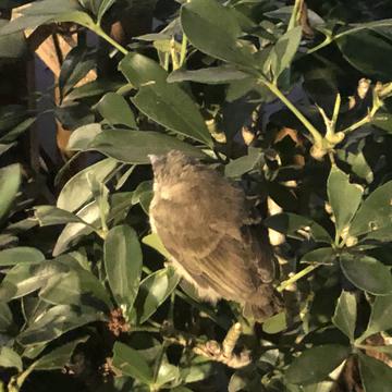 咖啡店看见的那只狗于2020-06-24 14:40发布的图片