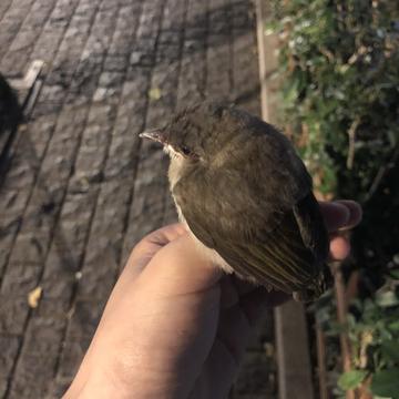 咖啡店看见的那只狗于2020-06-24 14:40发布的图片