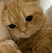 Calonyction的个人资料头像