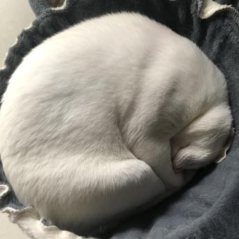 恋猫de小郭于2020-06-03 11:54发布的图片