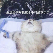 少年人W的个人资料头像