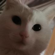 MyTomCat的个人资料头像