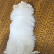 叶落无声的个人资料头像