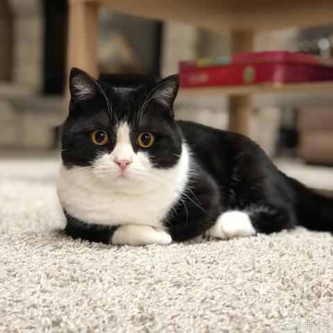 喵秒喵于2020-06-05 10:57发布的图片