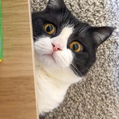 喵秒喵于2020-06-05 10:57发布的图片