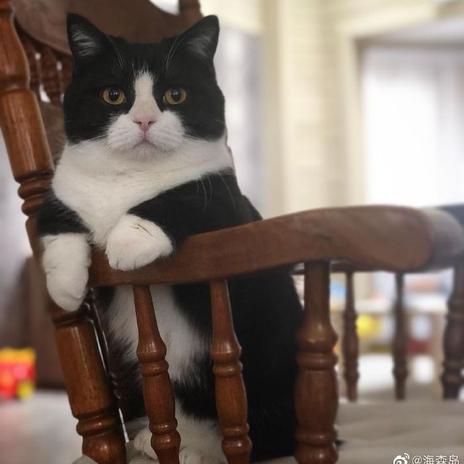 喵秒喵于2020-06-05 10:57发布的图片