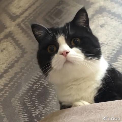 喵秒喵于2020-06-05 10:57发布的图片