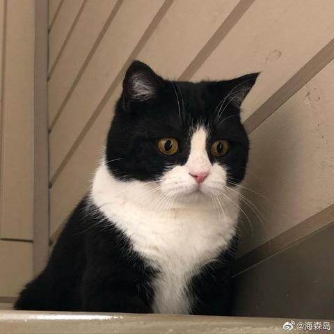 喵秒喵于2020-06-05 10:57发布的图片