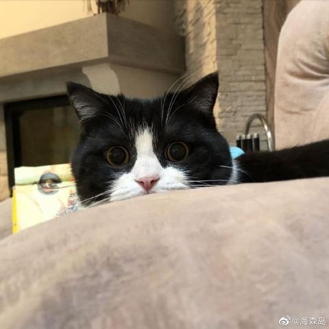 喵秒喵于2020-06-05 10:57发布的图片