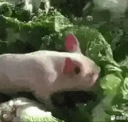 旺仔小馒头酱108004的个人资料头像