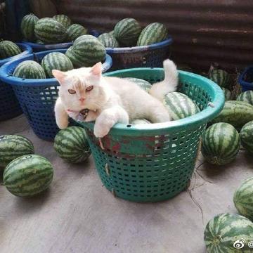 喵秒喵于2020-06-05 16:31发布的图片