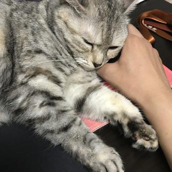 ZmonGitHub于2020-06-09 13:46发布的图片