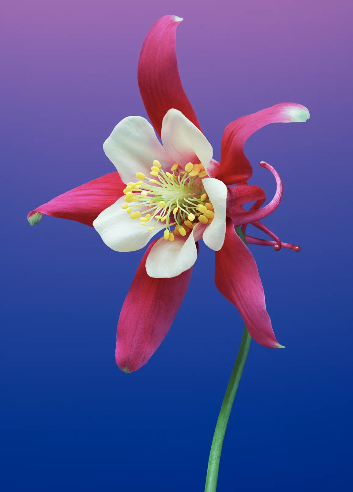 赠人玫瑰,手留余香