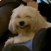 怀中有猫的个人资料头像