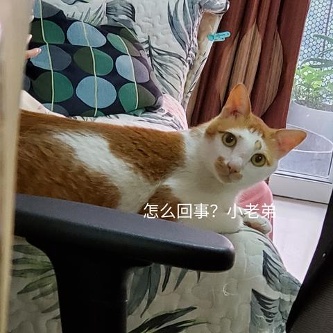 林子歌于2020-07-13 16:21发布的图片