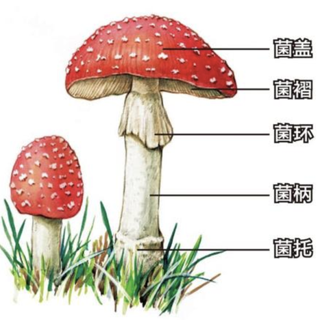 一只武夷于2020-07-14 16:52发布的图片