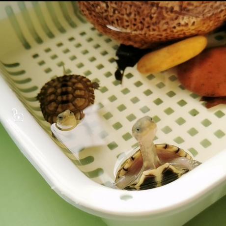 么西于2020-07-16 09:26发布的图片