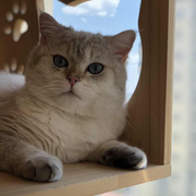 木易洋的个人资料头像