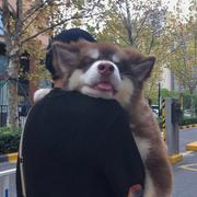 十二月路西法的个人资料头像