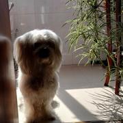 羽仙人掌的个人资料头像