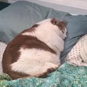 cdxxl的个人资料头像