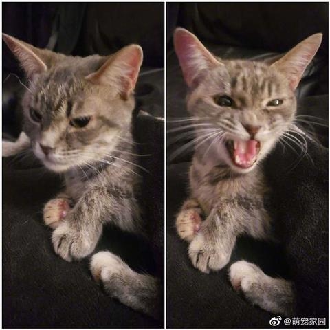 喵秒喵于2020-07-26 16:14发布的图片