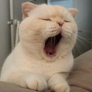 你猜旅长怎么说的个人资料头像