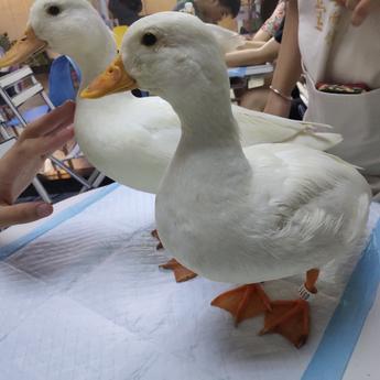 米粒er于2020-07-03 15:04发布的图片