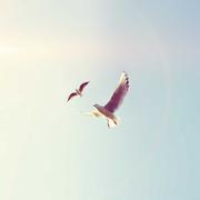 恐高的鸟终将飞翔的个人资料头像