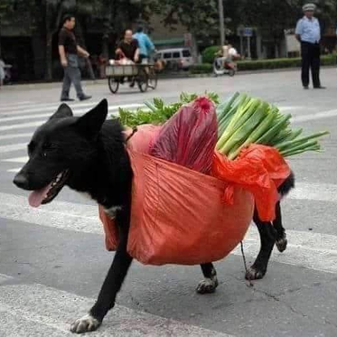 南风以南于2020-07-03 16:16发布的图片