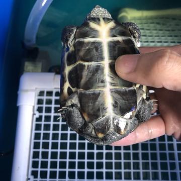 重庆崽儿brand于2020-07-04 19:08发布的图片