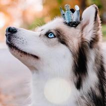 本末古天乐于2020-07-06 15:19发布的图片