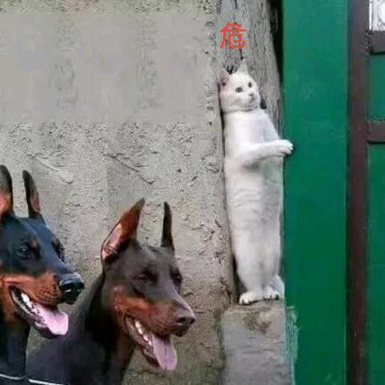 月光森林的老缺德于2020-07-07 15:35发布的图片