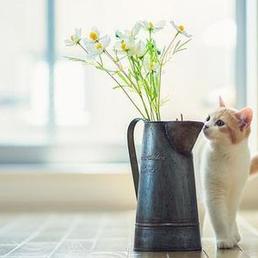 凉城a于2020-07-08 09:28发布的图片