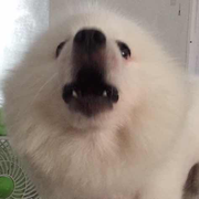 Applosl的个人资料头像