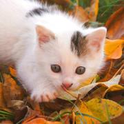 掘金双枪的个人资料头像