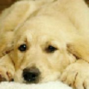 kokdemo的个人资料头像