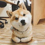 yang先森的个人资料头像