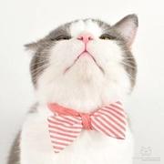 wwll_WW的个人资料头像