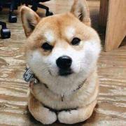 土拨鼠的铁碎牙的个人资料头像