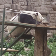 追风中Zzz的个人资料头像