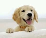 秋刀鱼的个人资料头像